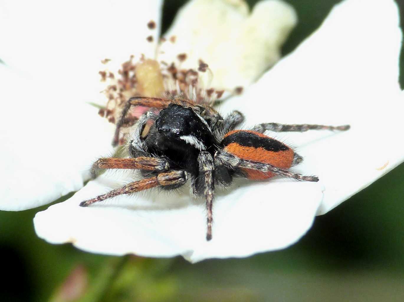 Maschio di Philaeus Chrysops su rosa selvatica - Tolfa (RM)